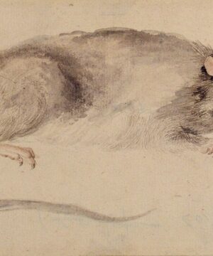 Follow the Rats: America’s Worst-Run Cities Share a Common Thread