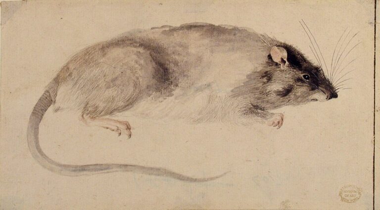 Follow the Rats: America’s Worst-Run Cities Share a Common Thread