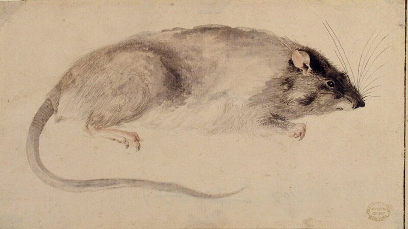 Follow the Rats: America’s Worst-Run Cities Share a Common Thread